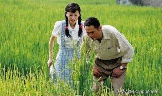 纯正的水稻稻种和普通水稻有什么区别 杂交水稻和普通水稻的区别